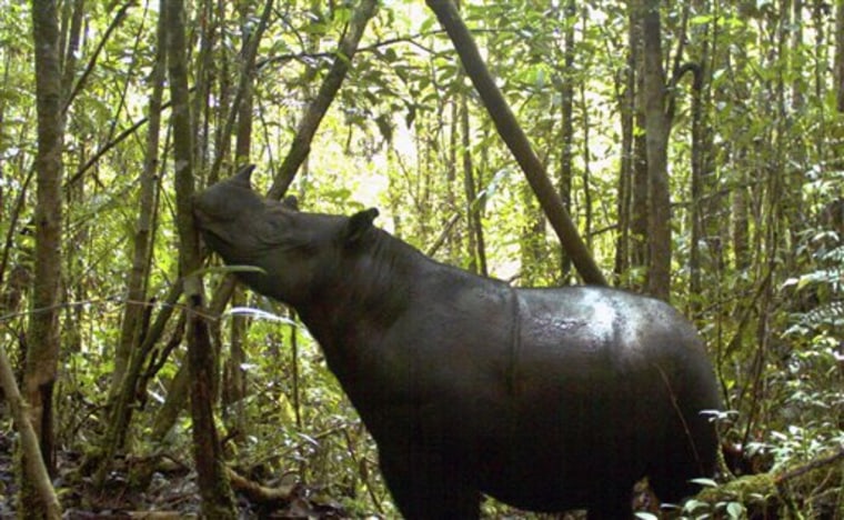 In this undated photo released by Leuser International Foundation, a Sumatran rhino roams at Gunung Leuser National Park in Aceh province, Indonesia. 
